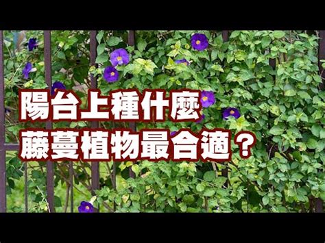 藤類植物 風水|【藤與風水】爬藤植物風水利大於弊是真的嗎 